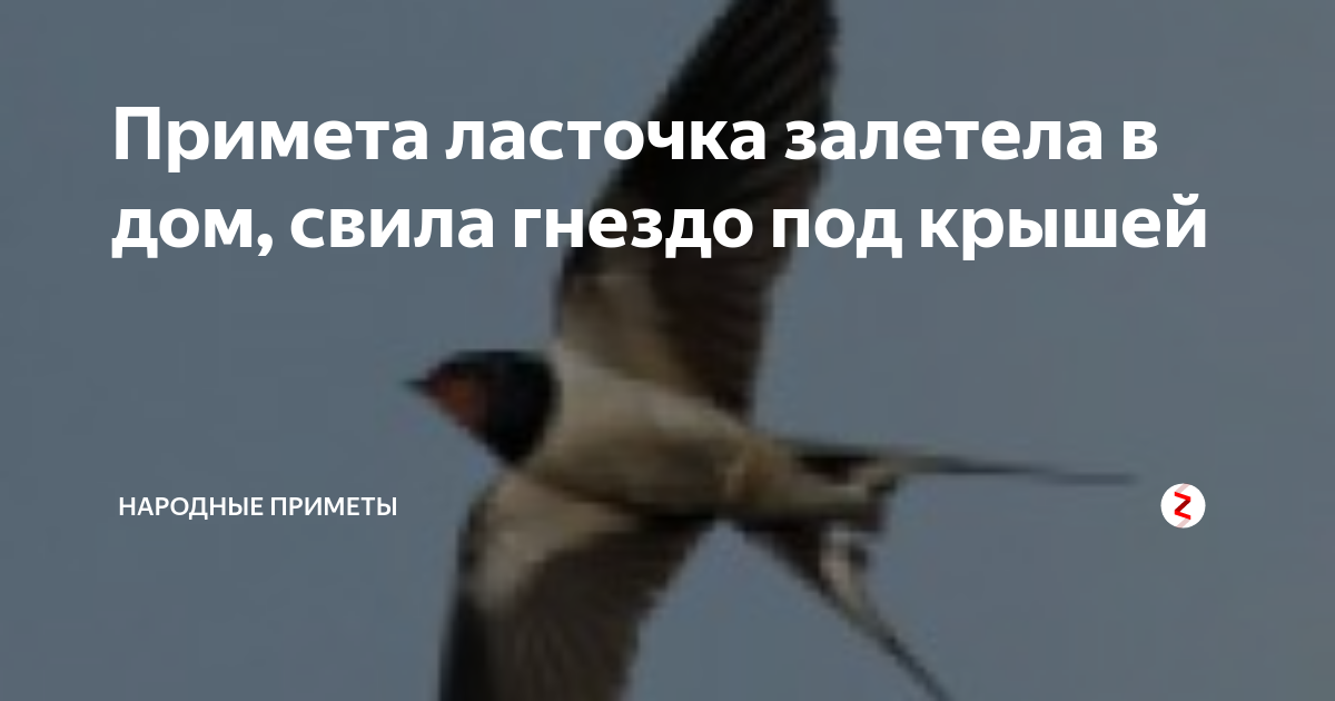 Примета в окно залетела. Приметы про ласточек. Птица в дом залетела примета Ласточка. Ласточка залетела примета. Если ласточки приметы.