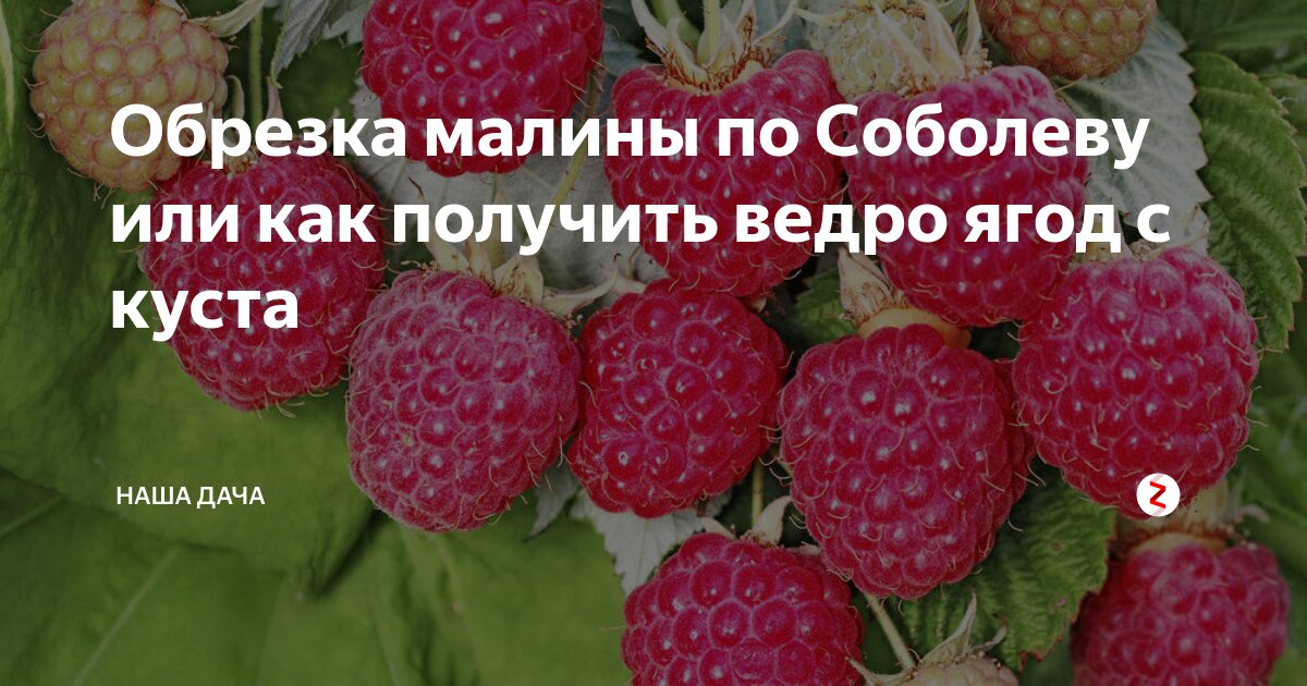 Обрезка малины по соболеву. Обрезка малины. Малина по Соболеву. Обрезка по Соболеву. Обрезание малины по Соболеву.