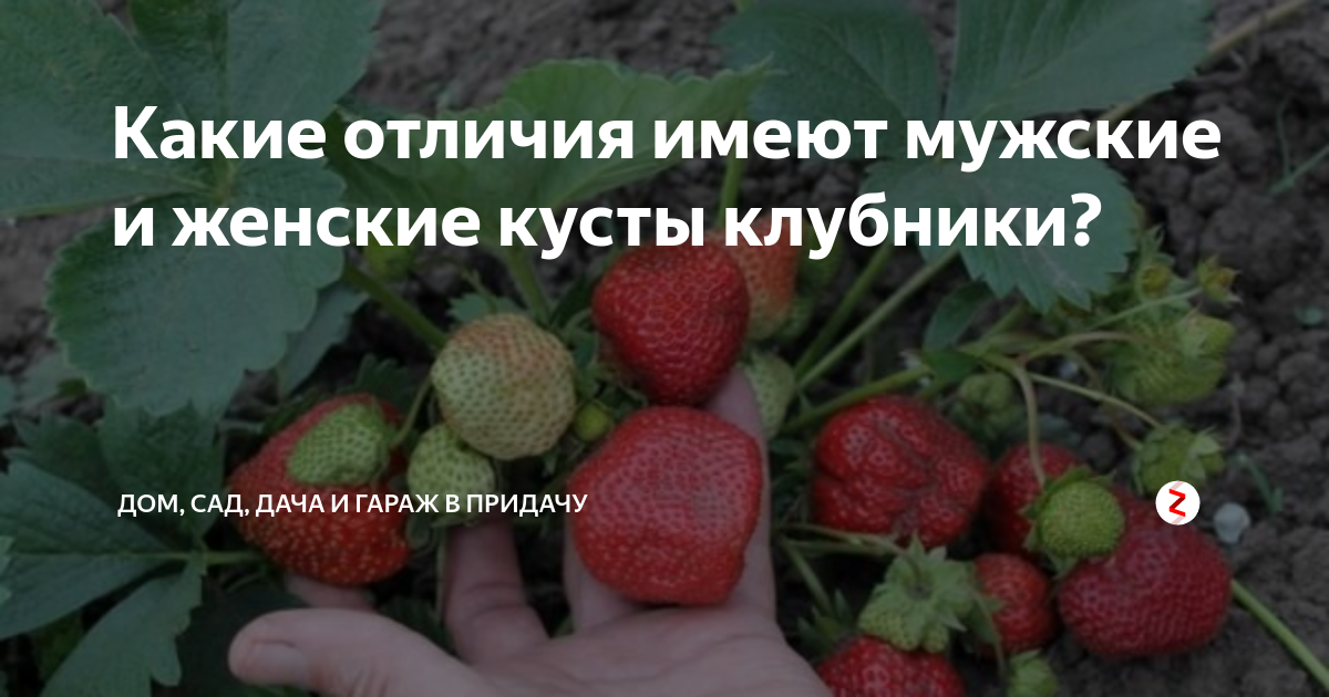 Как отличить мужские усы клубники от женских усов фото