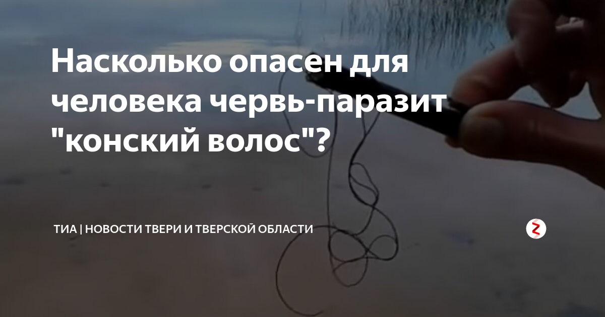 Конский волос в воде чем опасен. Конский волос опасен для человека. Паразиты конский волос черви. Конский волос паразит Водный. Конский волос паразит опасен для человека.