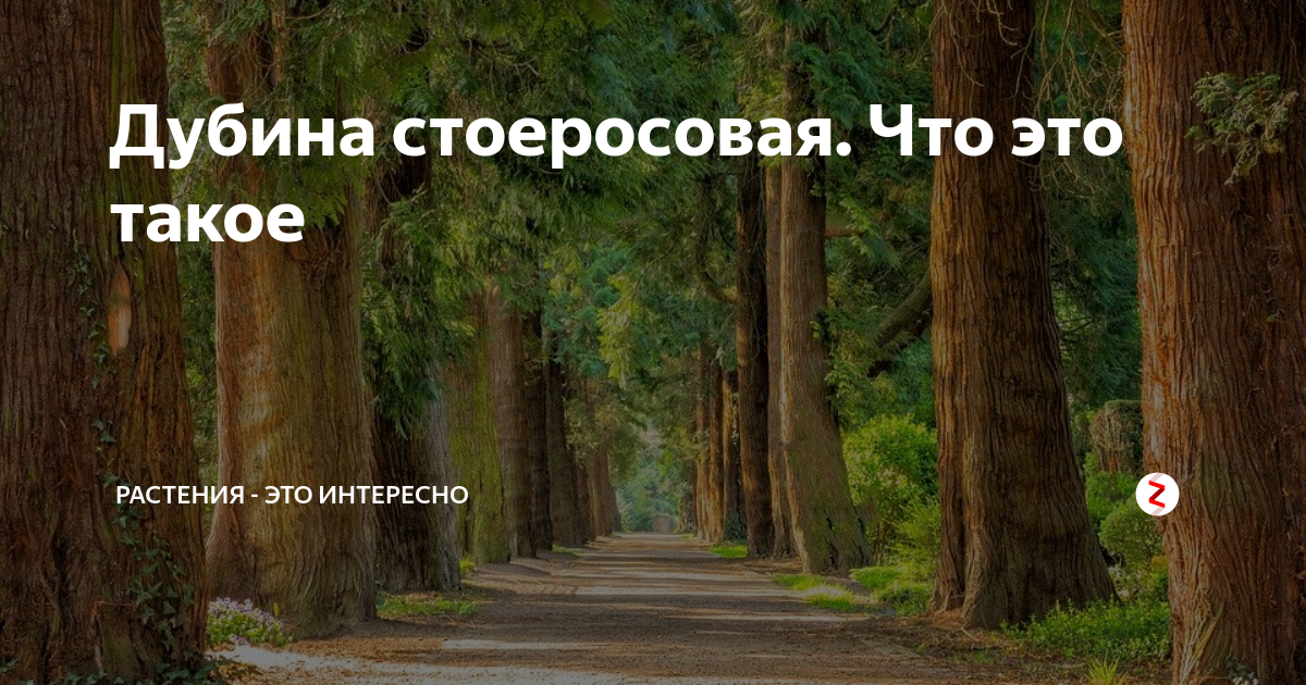 Дубина стоеросовая. Стоеросовый. Дубина стоеросовая что это значит. Выражение Дубина стоеросовая что значит