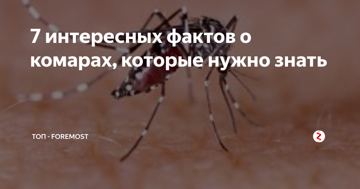 Доклад про комара. Комар описание насекомого. Комар для презентации. Факты о комарах. Интересные факты о камаре.