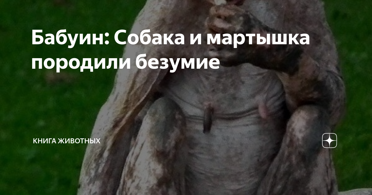 Бабуин: Почему их боятся даже львы? | Книга животных | Дзен