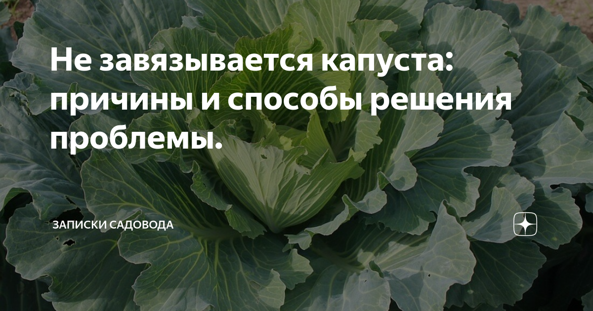 Завязь для капусты. Записки садовода. Почему у капусты желтеют листья. Самоделки при посадке капусты от гусениц.