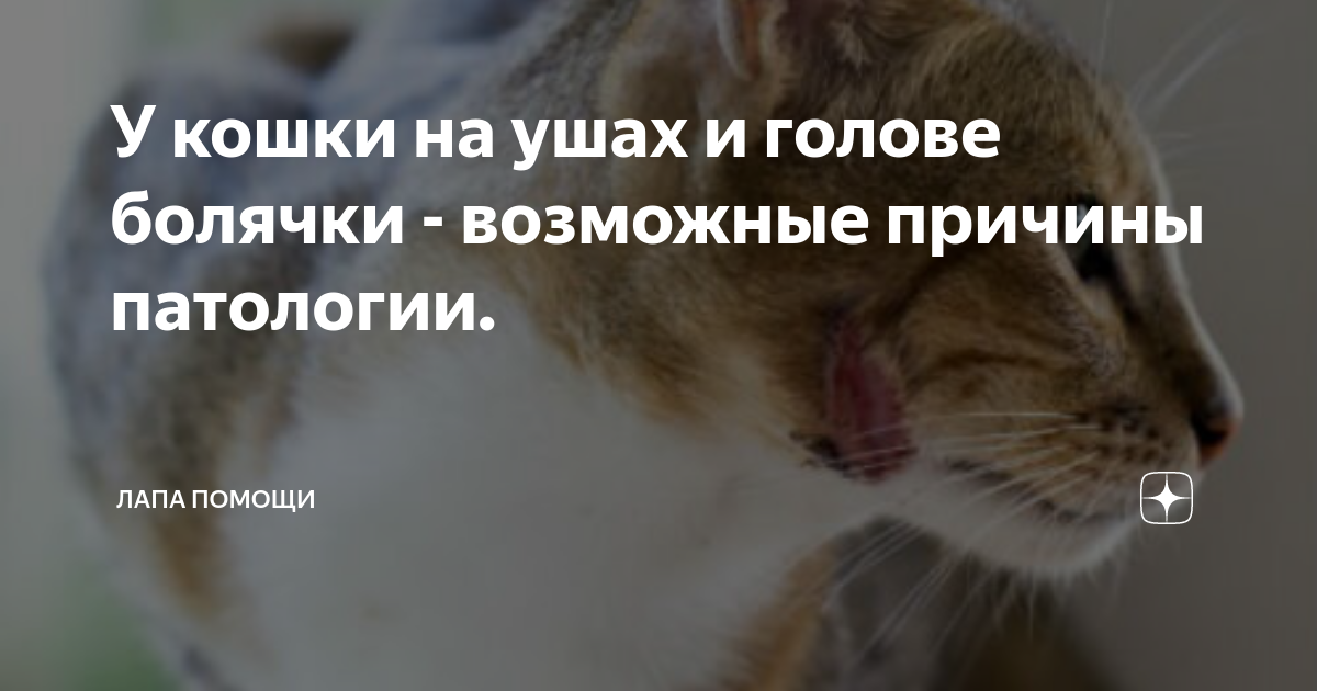 Воспаление внутреннего уха у кошек - лечение отита у кота в домашних условиях