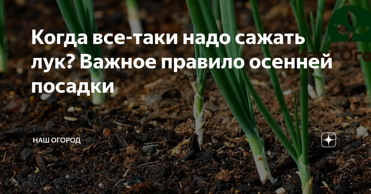 Когда лучше сажать лук в октябре. Садим лук. На какую глубину сажать лук севок весной. На каком расстоянии сажать лук севок друг от друга