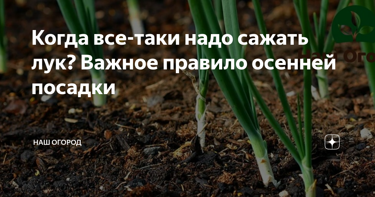 Какого числа сажать лук в мае 2024. Садим лук. На какую глубину сажать лук севок весной. На каком расстоянии сажать лук севок друг от друга.