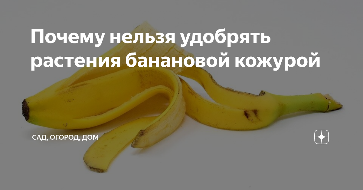 Кожуру банана не выбрасываю. Бананы в малайзии. Банановая шкурка. Полезные свойства бананов. Шкурки банана не выкидывайте.