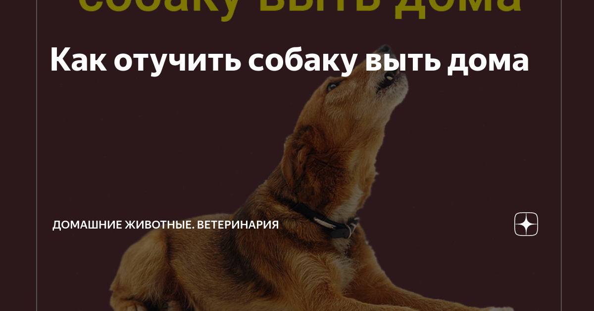 Приметы воет собака во дворе. Собака воет. Как отучить собаку выть. Как отучить собаку выть дома. Почему собаки воют.