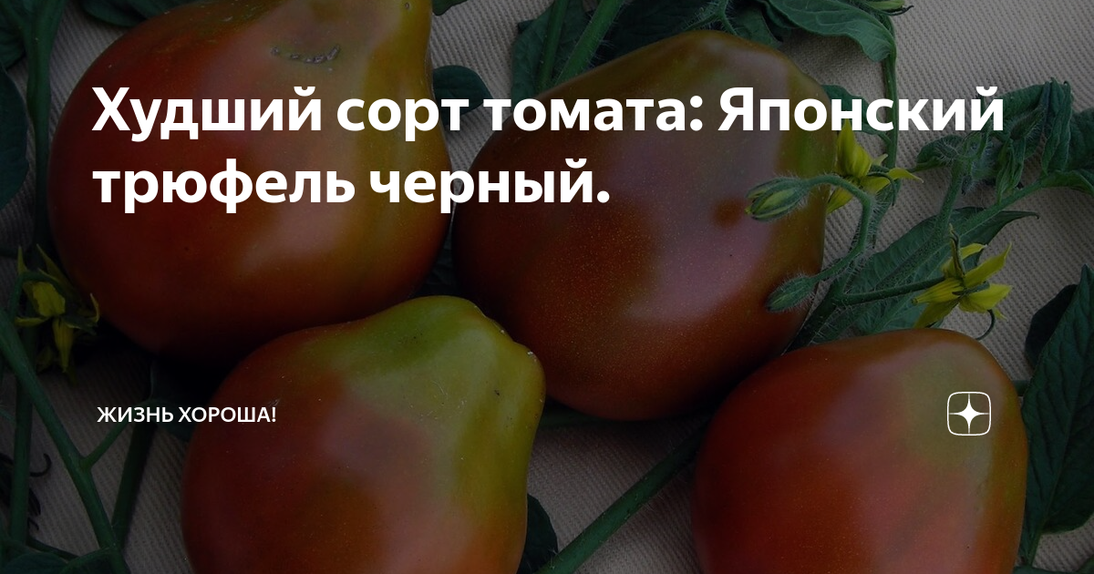 Томат Трюфель черный (Сидера) купить в Киеве, Украине (Арт. 1487) Отзывы, цены, 