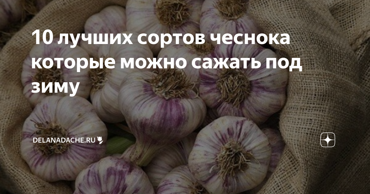 10 лучших сортов чеснока которые можно сажать под зиму