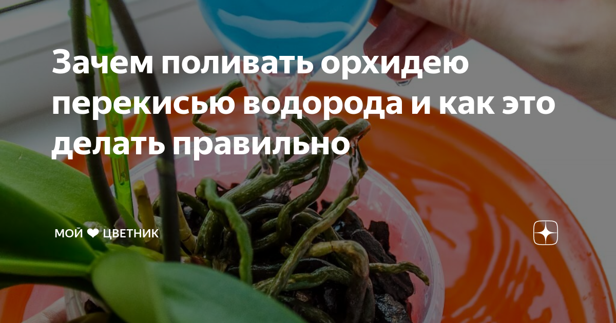 Как правильно поливать перекисью. Полив орхидей перекисью водорода. Перекись водорода для цветов орхидей комнатных. Как поливать орхидею.