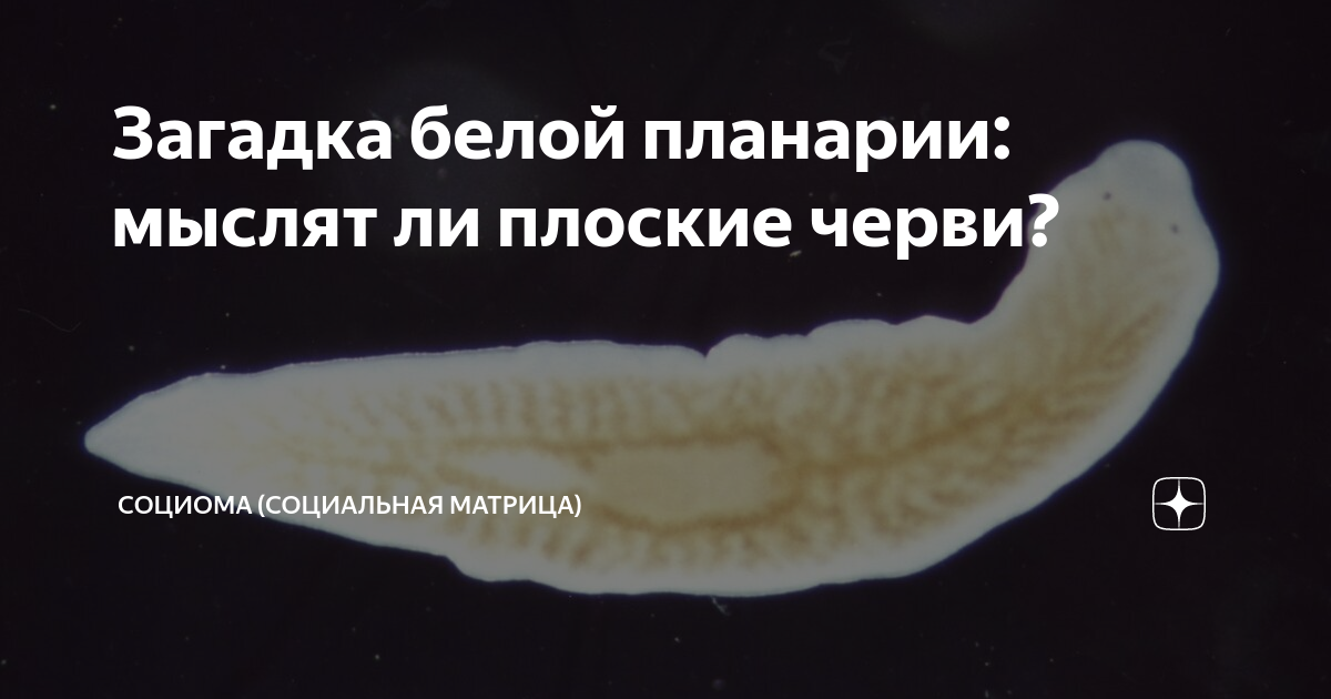 Признак белой планарии. Молочно белая планария. Dendrocoelum lacteum (молочно-белая планария). Питание белой планарии. Регенерация белой планарии.