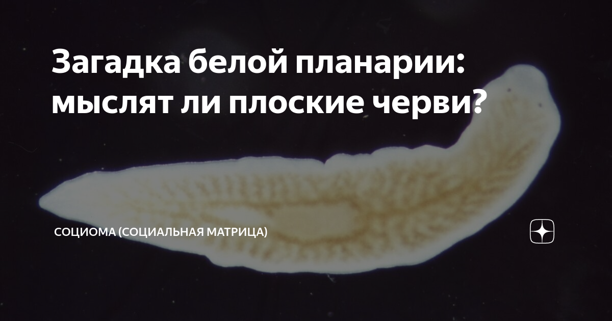 Для планарии белой характерно. Молочно белая планария. Dendrocoelum lacteum (молочно-белая планария). Питание белой планарии. Регенерация белой планарии.