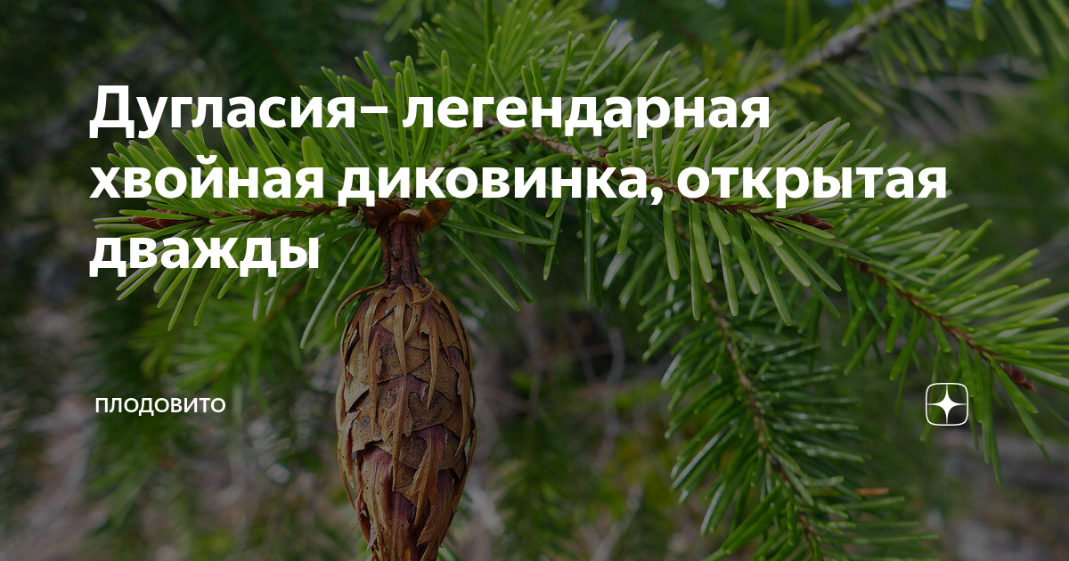 Дугласия– легендарная хвойная диковинка, открытая дважды | ПлодоВито | Дзен