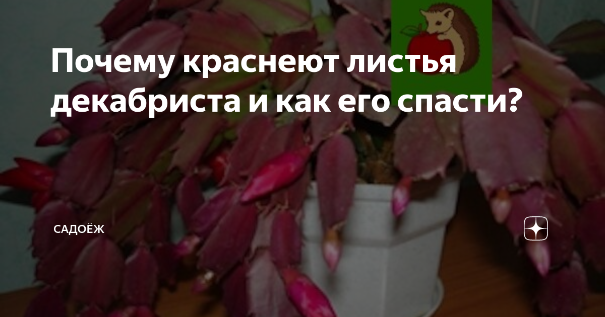 О чём говорят красные кончики у декабриста? Мне сказали, что это опасный признак, и я нашла правду