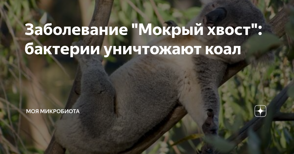 Почему нельзя гуглить мокрая коала?