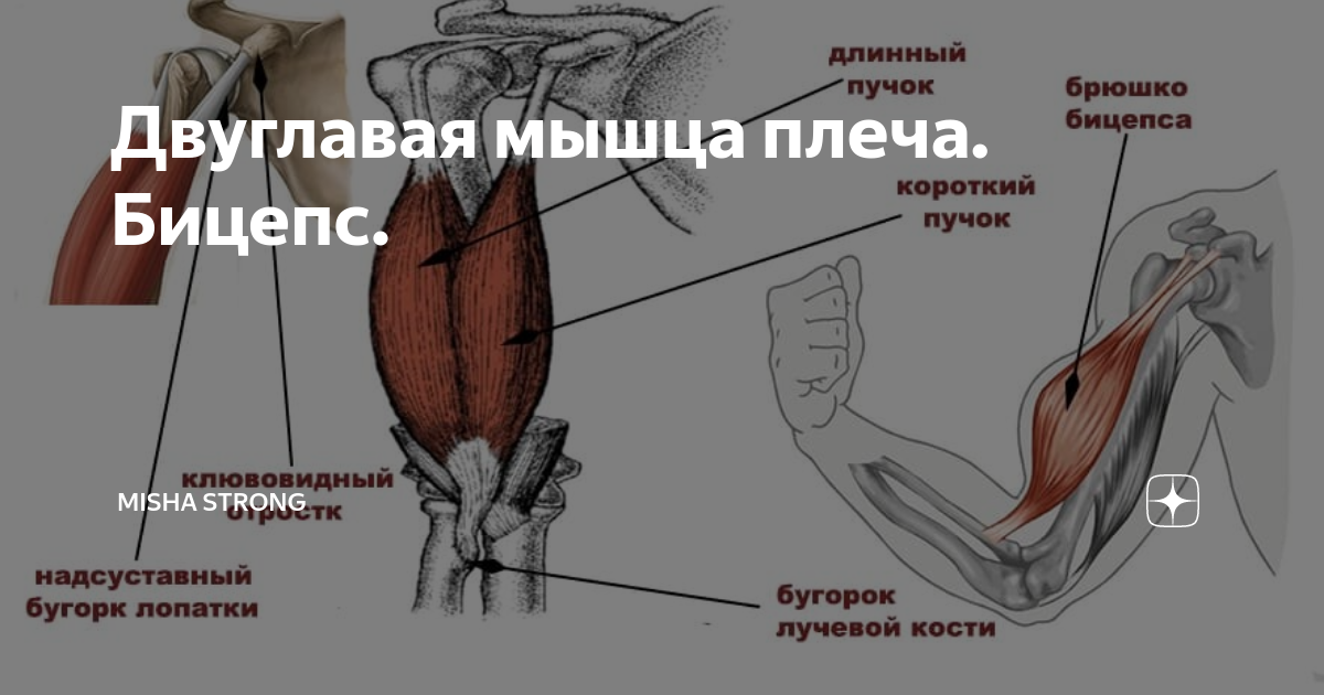 Как понять крепление бицепса. Длинная и короткая головка двуглавой мышцы. Длинная головка двуглавой мышцы плеча. Короткий и длинный бицепс. Длинная и короткая головка бицепса.