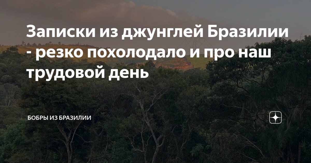 Дзен бобер о бразилии. Бобры из бразилии дзен сегодня. записки из джунглей бразилии последний блог. дневник ленки дзен бразилия.