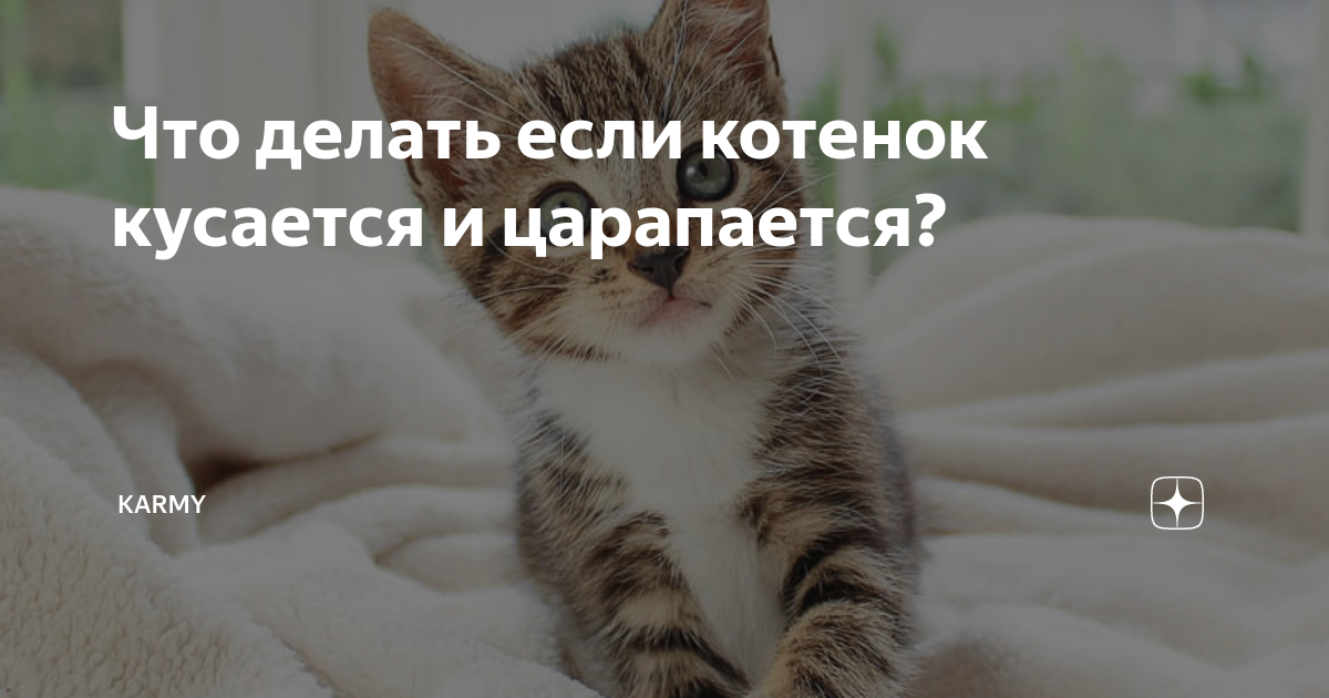 Как отучить котенка царапаться и кусаться: простые советы