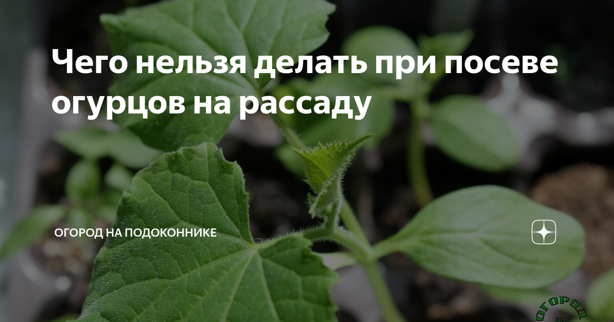 На рассаде огурцов появились. Больная рассада огурцов. Болезни рассады огурцов на подоконнике. Болезни рассады огурцов и способы лечения. Залив рассады огурцов.