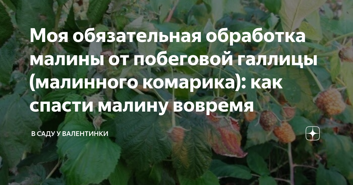 Моя обязательная обработка малины от побеговой галлицы (малинного ...