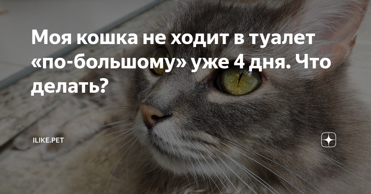 почему кот не может сходить в туалет