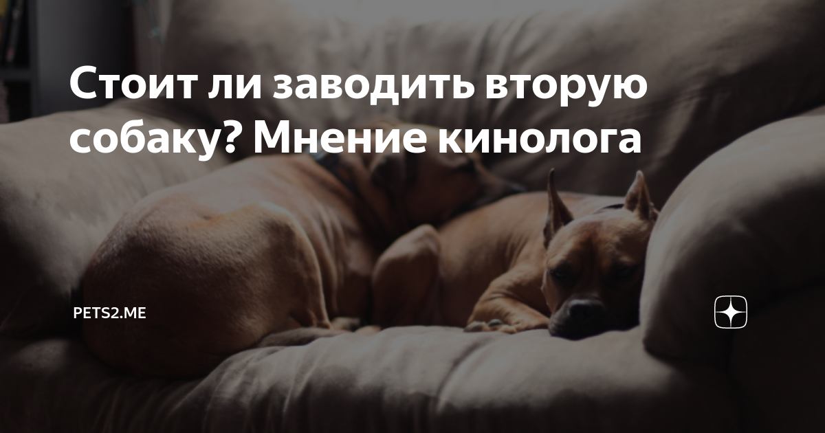 Стоит ли заводить вторую собаку? Мнение кинолога | Pets2.me | Дзен