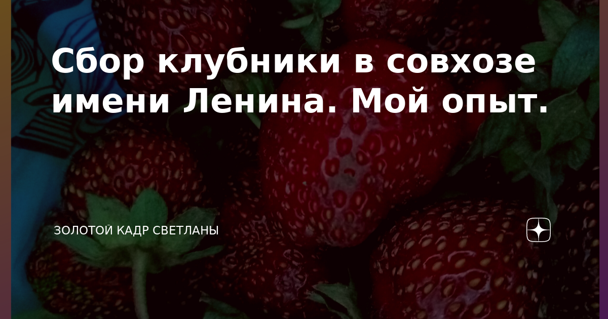 Сбор клубники в совхозе имени Ленина. Мой опыт. | Путешествия Светланы ...