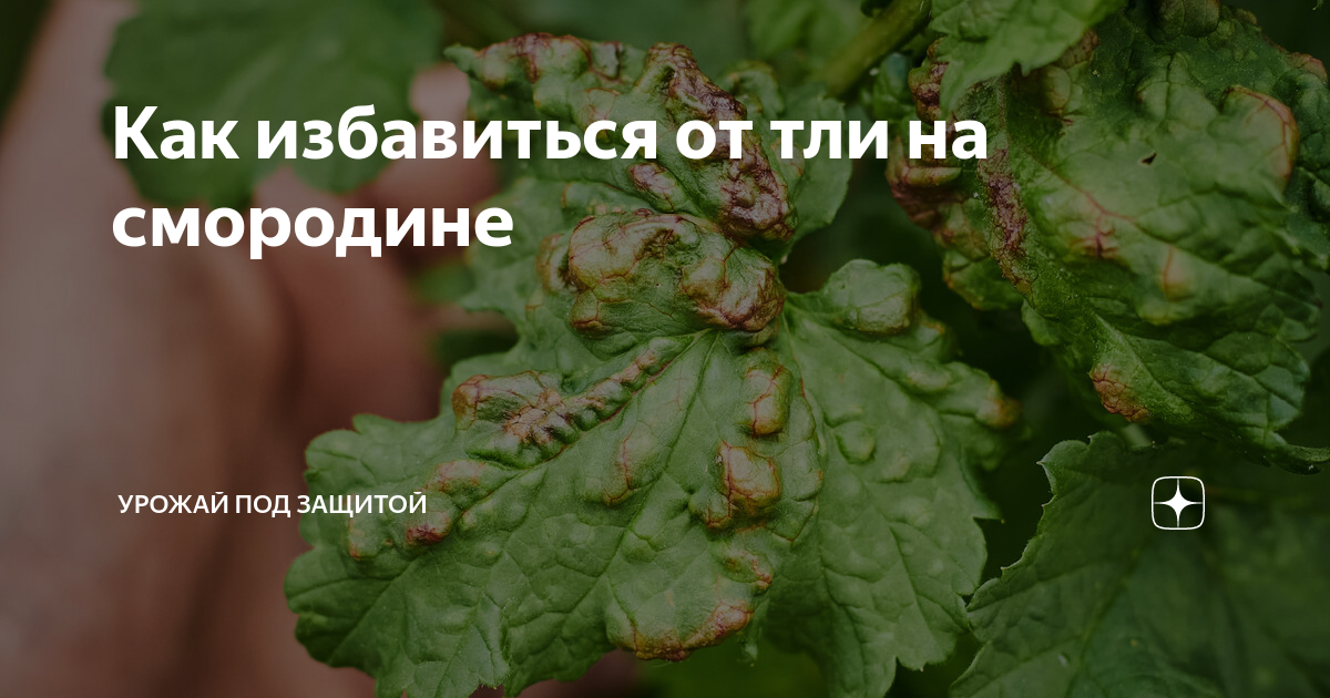 Как избавиться от тли на смородине | Урожай под защитой | Дзен