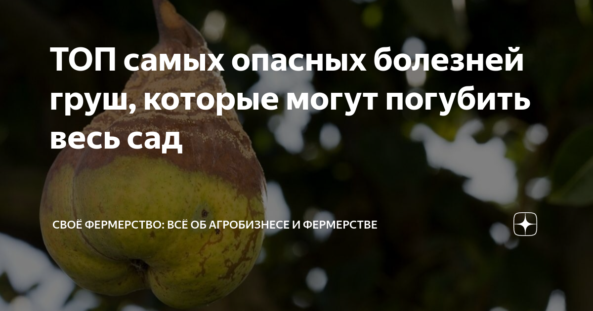 ТОП самых опасных болезней груш, которые могут погубить весь сад | Своё ...