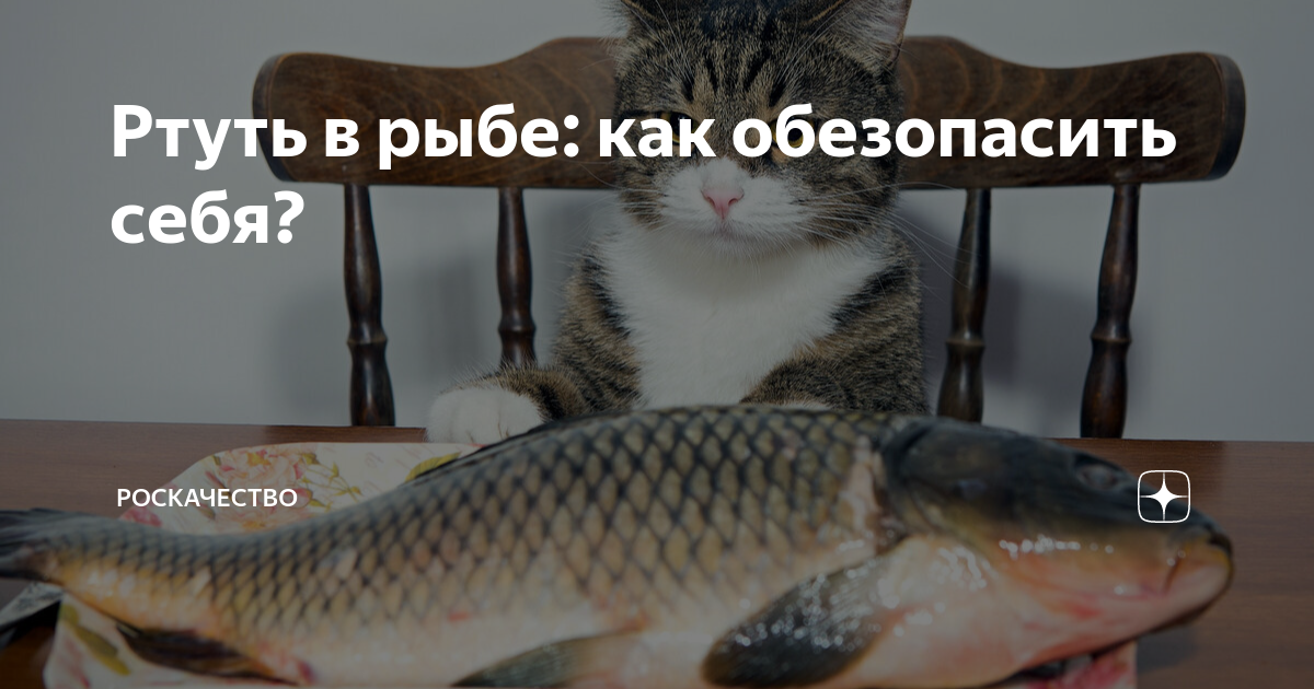 Ртуть в рыбе: как обезопасить себя? | Роскачество | Дзен