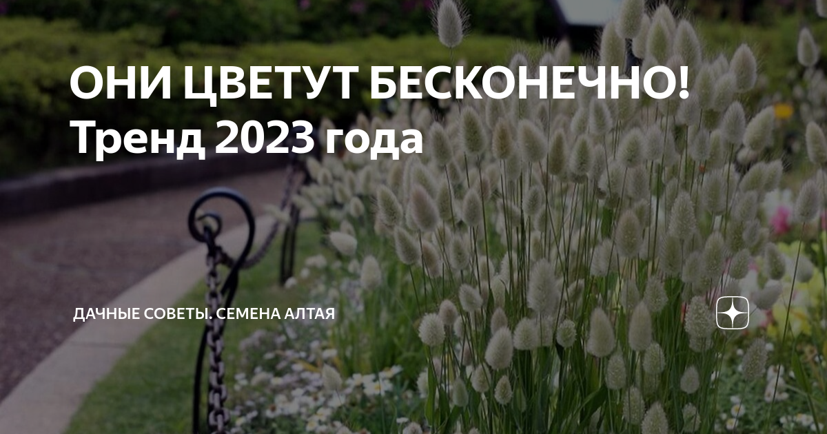 ОНИ ЦВЕТУТ БЕСКОНЕЧНО! Тренд 2023 года | Семена Алтая. Дачные советы от ...
