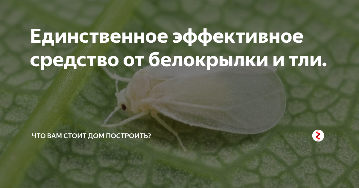 Единственное эффективное средство от белокрылки и тли. | Что Вам стоит ...