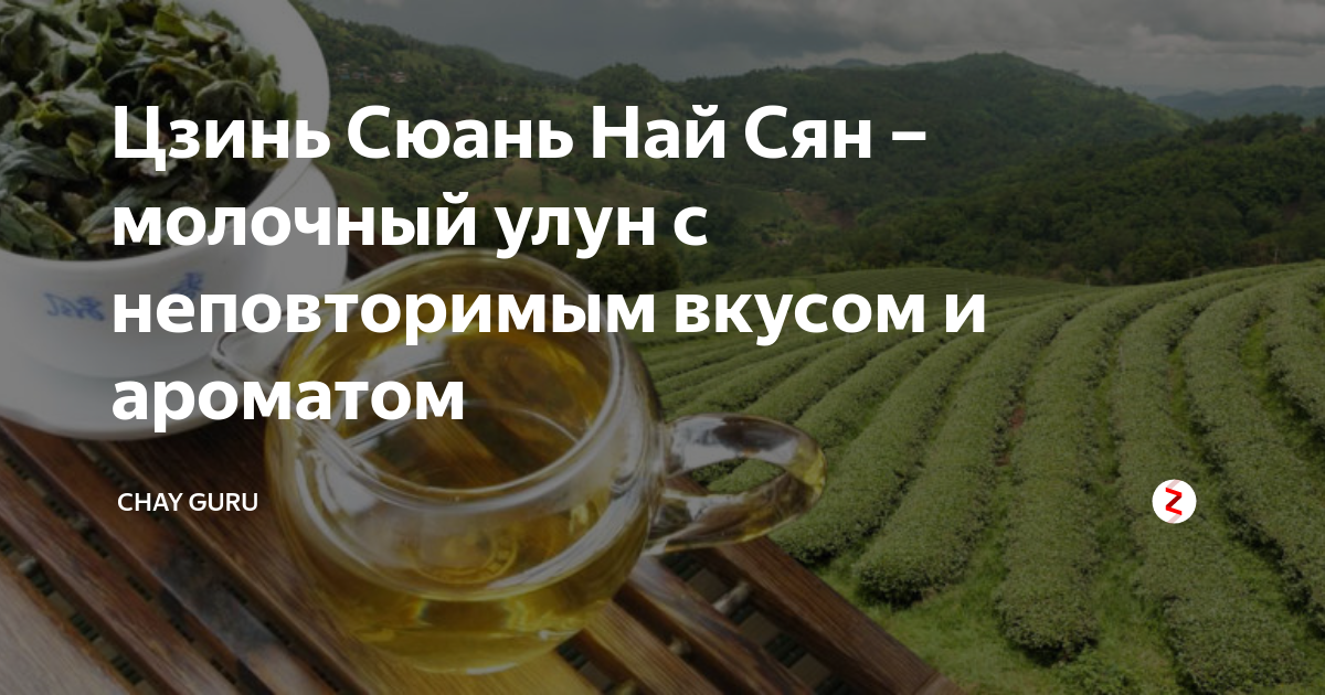 Цзинь Сюань Най Сян – молочный улун с неповторимым вкусом и ароматом ...