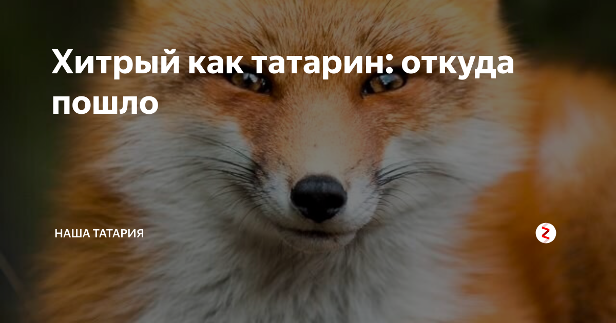 Хитрый татарин картинки