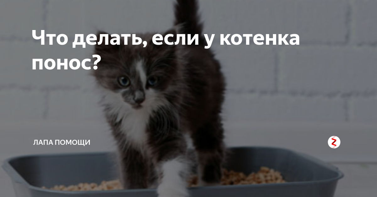 Понос у котенка