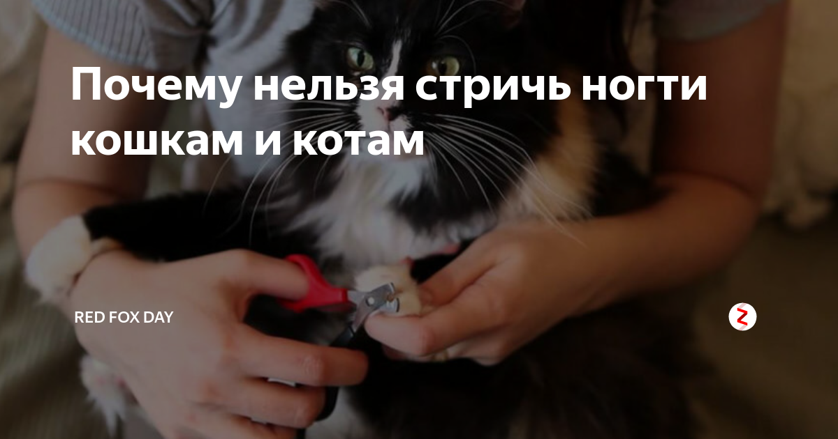 Почему нельзя стричь ногти кошкам и котам | Red Fox Day | Дзен