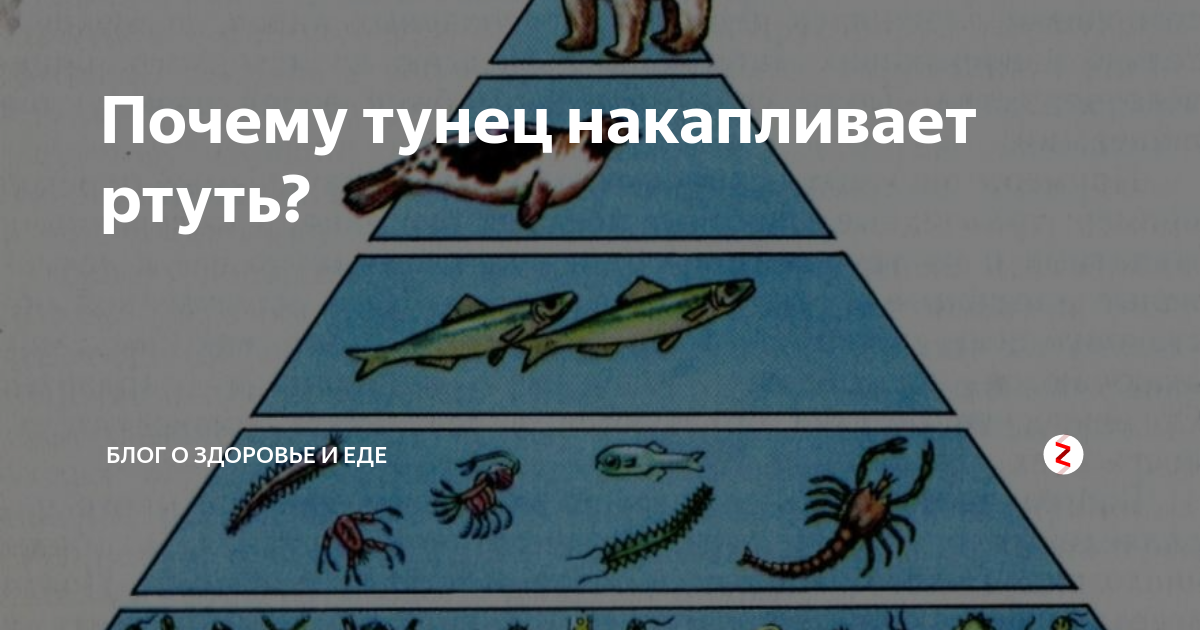 содержание ртути в рыбе. ценные сорта рыбы. тунец ртуть. ртуть в рыбе. миф или реальность картинки.