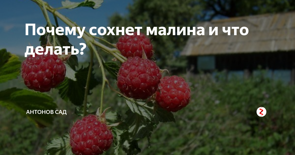 Сохнут ягоды малины. Сохнут ветки малины. Почему сохнет малина. Почему сохнет малина и что делать?.