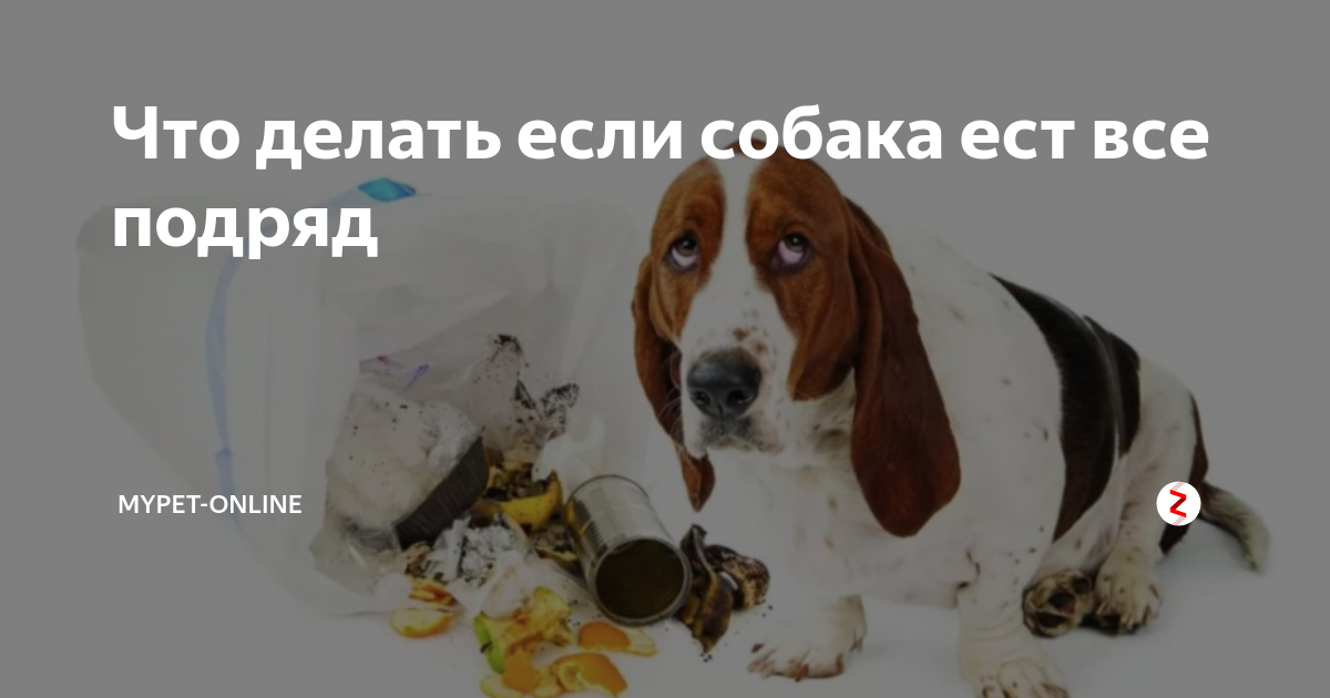 что делать собака съела. шоколад для собак. что нужно делать если собака ест все подряд. собака съела резинку для волос. собака ест шоколад.