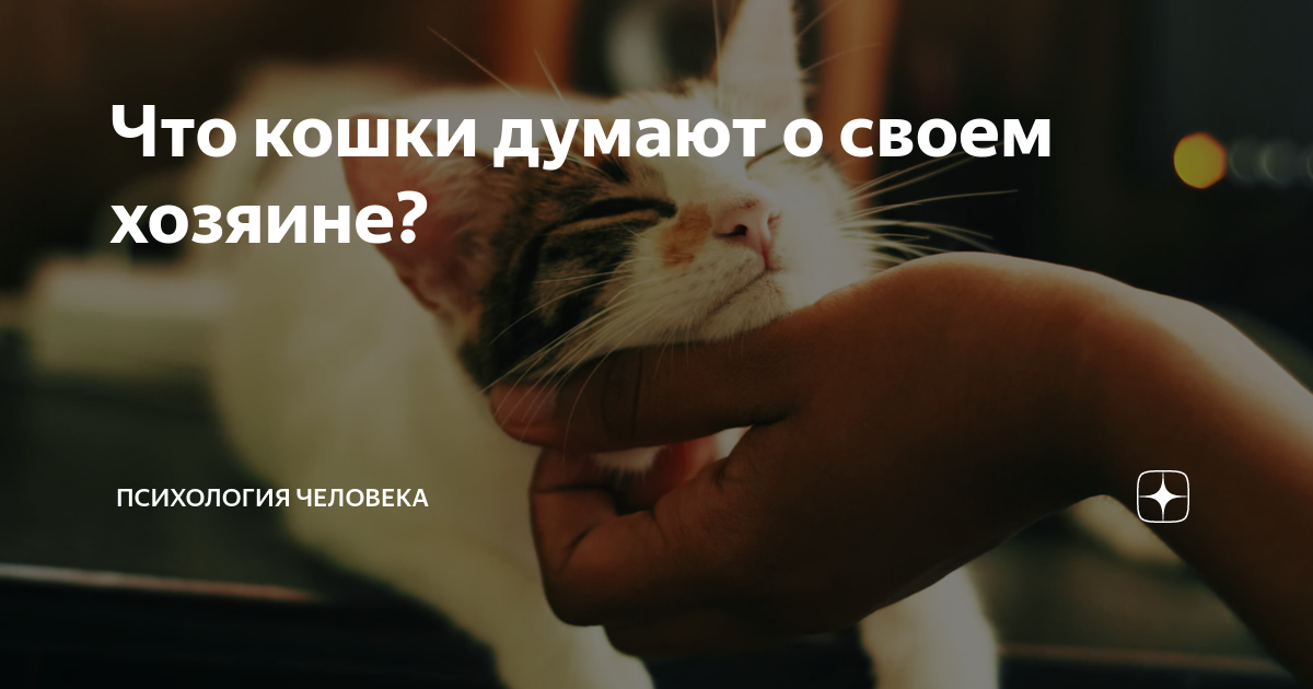 Что кошки думают о своем хозяине? | Психология человека | Дзен