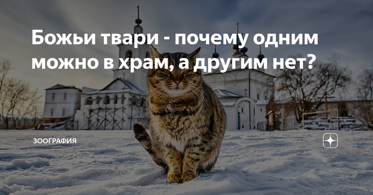 Божья тварь это. Божья тварь. Тварь Господня. Все мы твари Божьи. Кто такие Божьи твари.