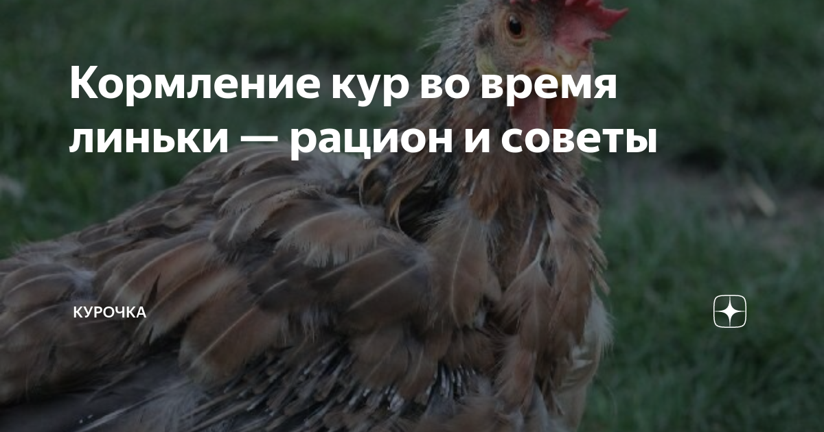 что такое линька у кур