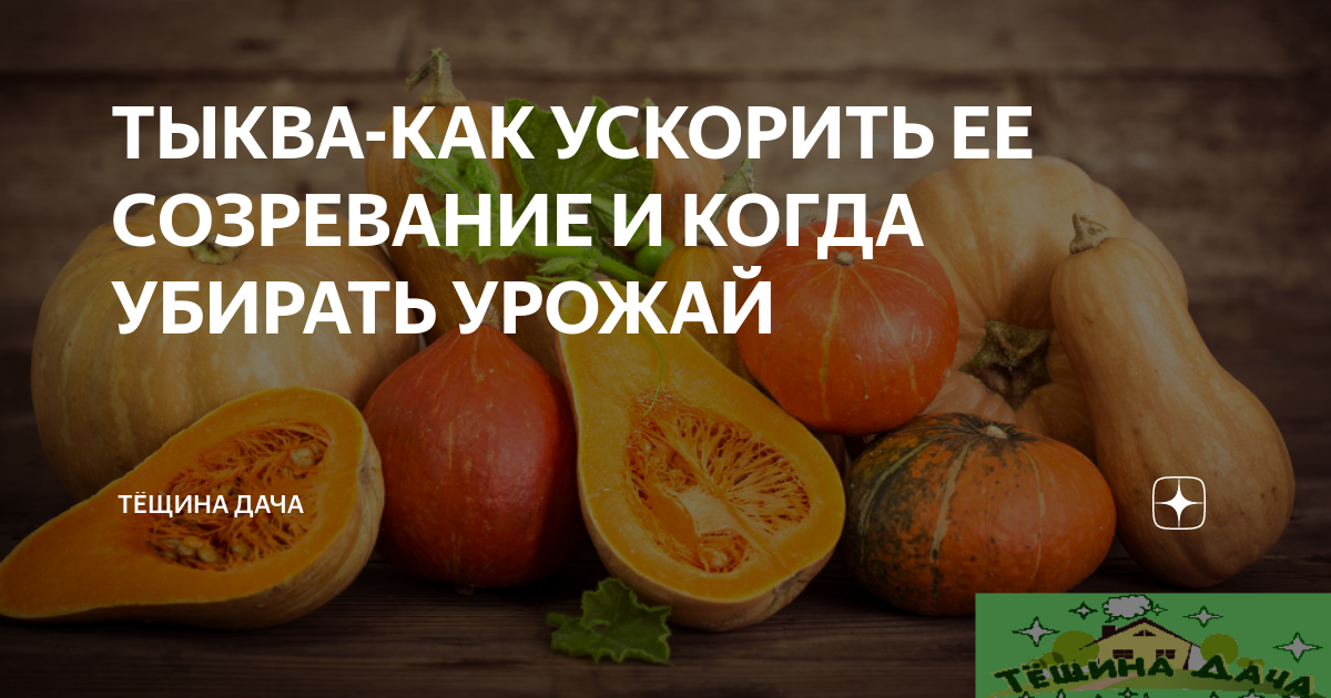 Как узнать тыква созрела и пора убирать. Как определить спелость тыквы. Тыква созревание. Как определить зрелость тыквы когда убирать. Как узнать что тыква поспела на грядке