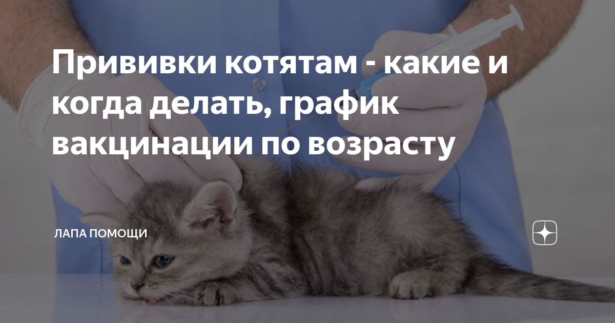 В каком месяце котенку делают прививки. Вакцинация котят. Прививка котенку. Прививки котятам какие. График вакцинации котят.