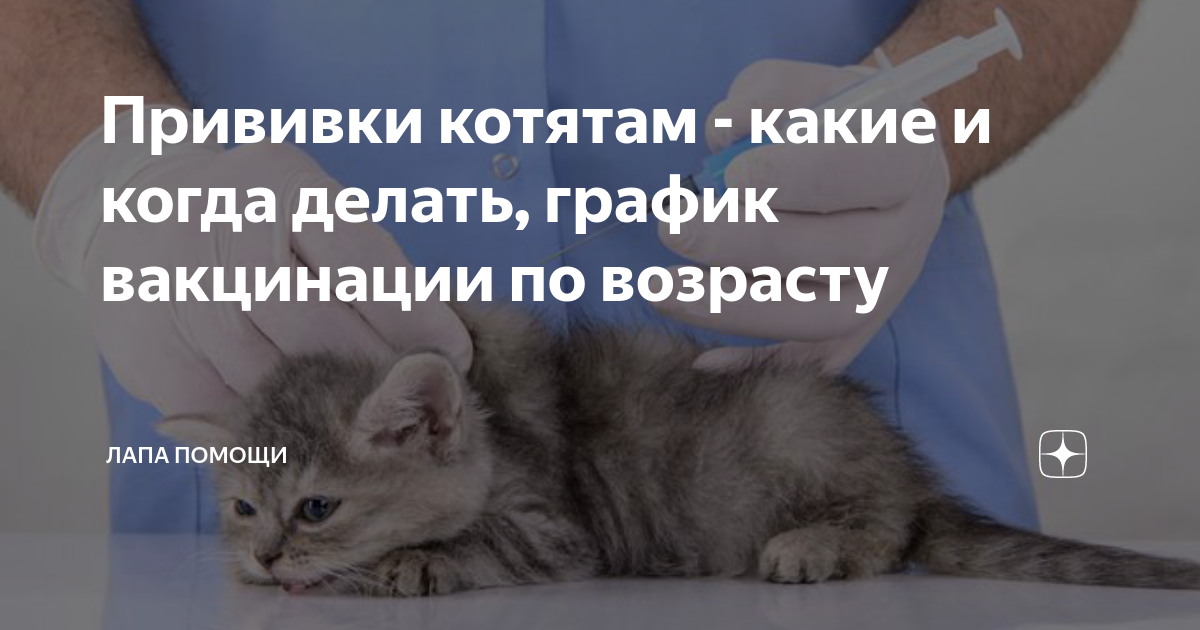 Котята прививки во сколько. Прививки котятам. Прививки котятам какие. Прививки котятам какие и когда. Прививки маленьким котятам.