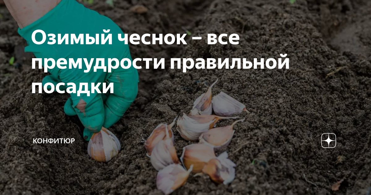 Лунный календарь посадки зимнего чеснока