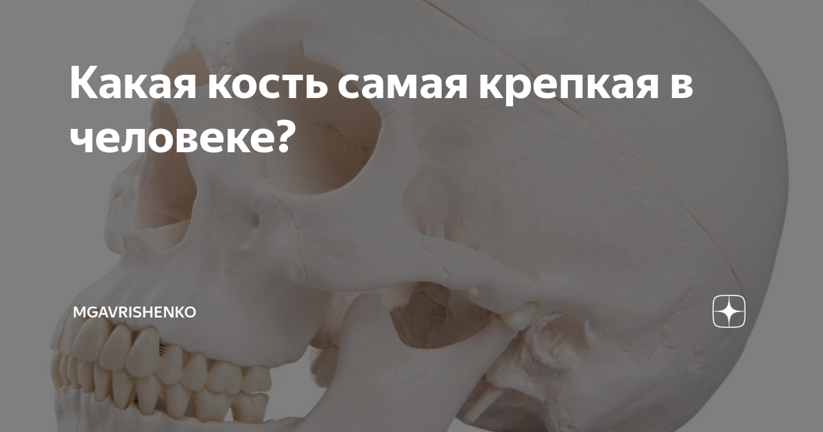 Сильная кость. Самая твёрдая кость в теле человека. Самая крепкая кость у человека.