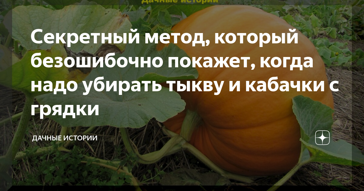 Тыква когда убирать с огорода на зиму. Когда убирать тыкву. Когда убирать кабачки и тыкву с грядки. Когда зреет кабачок. Какого числа убирают кабачки